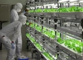 讓無塵室變身溫室　日本半導體巨擘改行種菜